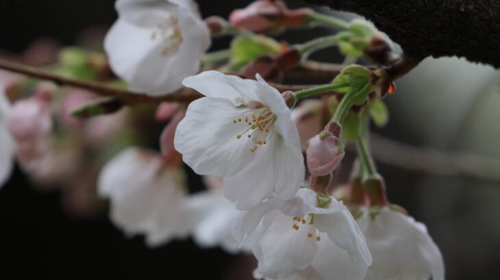 安間川公園（3月下旬）