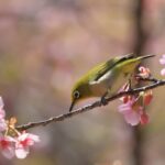 都田総合公園（3月初旬）