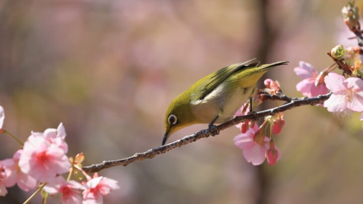 河津桜とメジロ