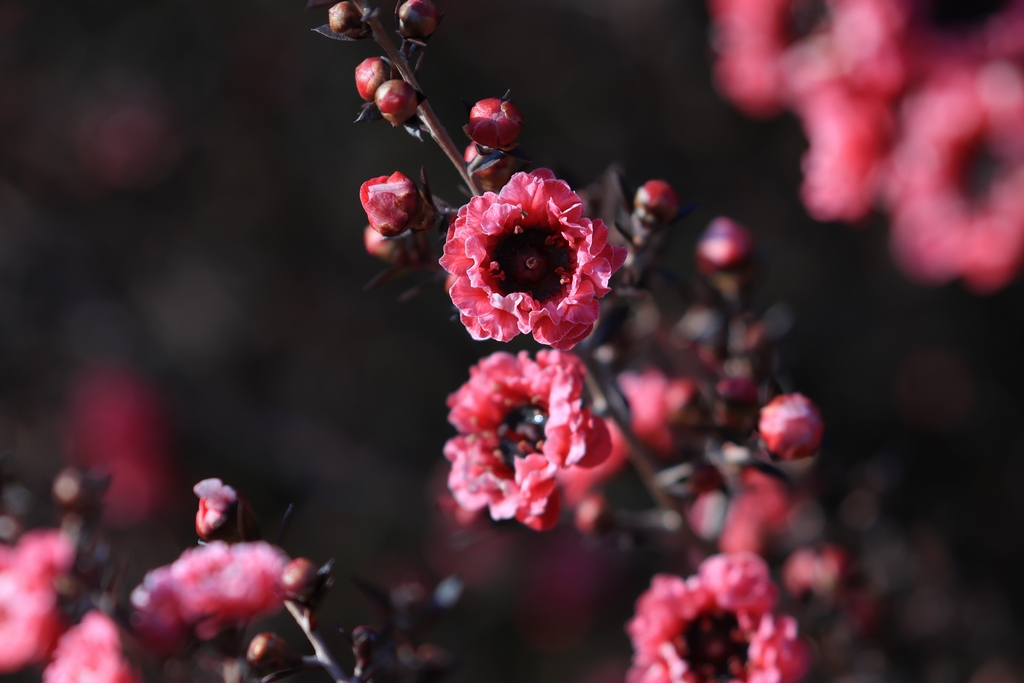 ギョリュウバイ