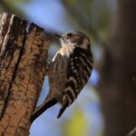 美薗中央公園（3月上旬）