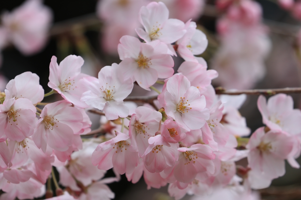 早咲きの桜