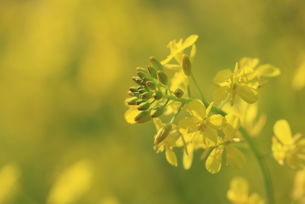 菜の花