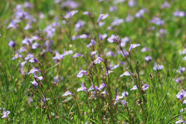 ムラサキサギゴケ