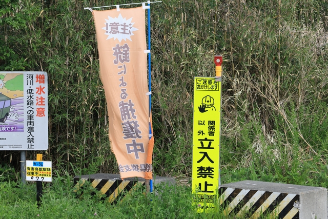 銃による捕獲中のノボリ