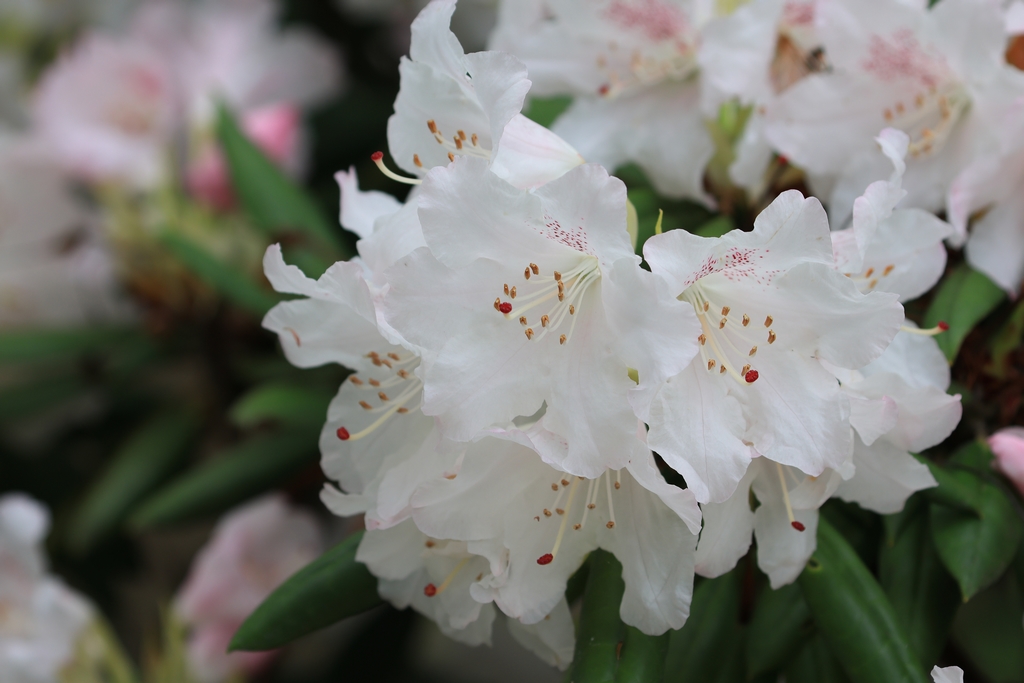 コバノミツバツツジ