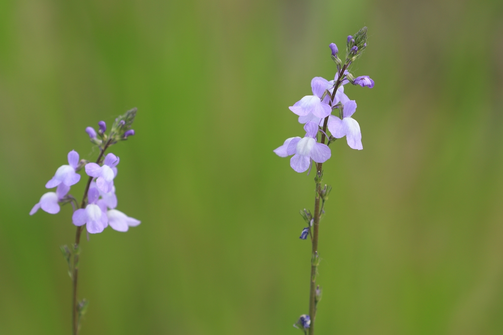 マツバウンラン