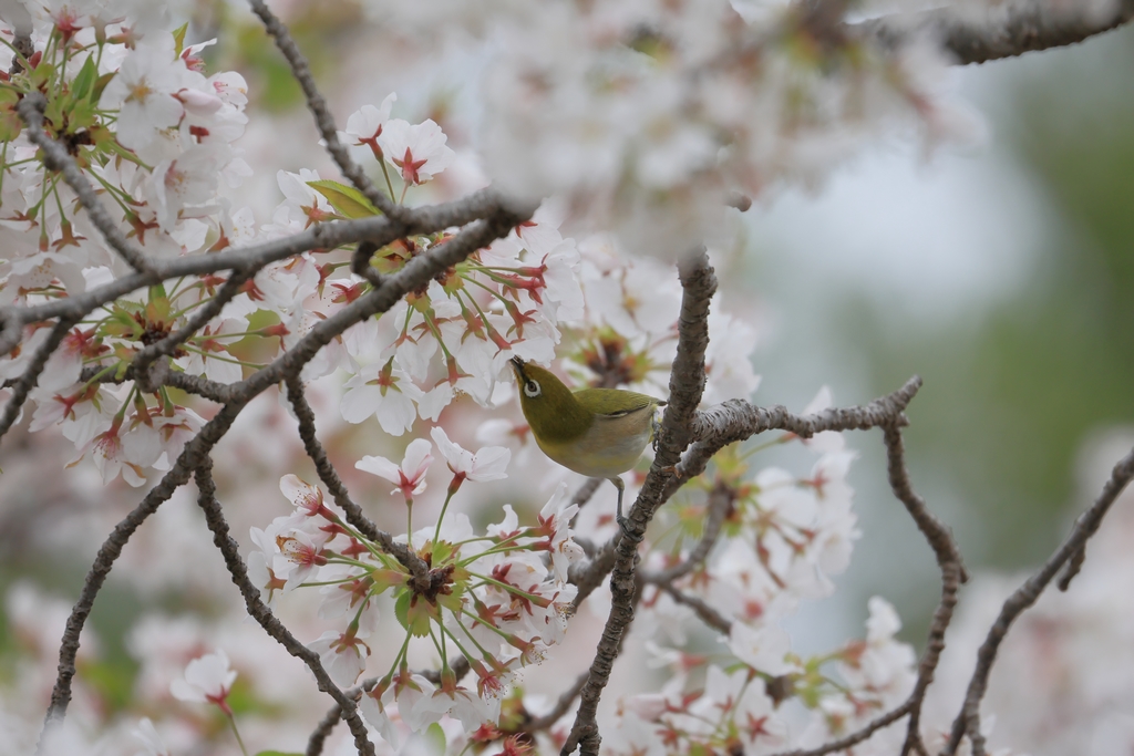 ソメイヨシノとメジロ