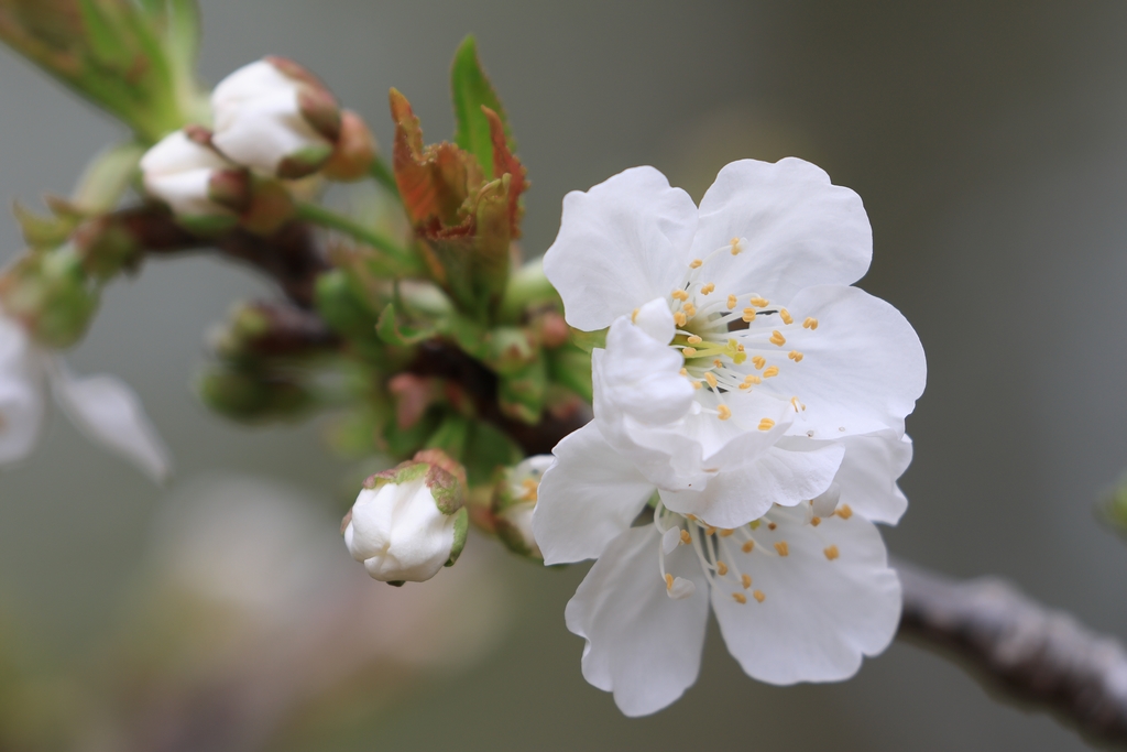 セイヨウミザクラ