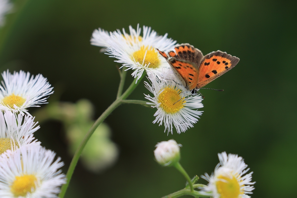 ハルジオンとベニシジミ