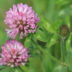 天竜川河川敷（4月中旬）