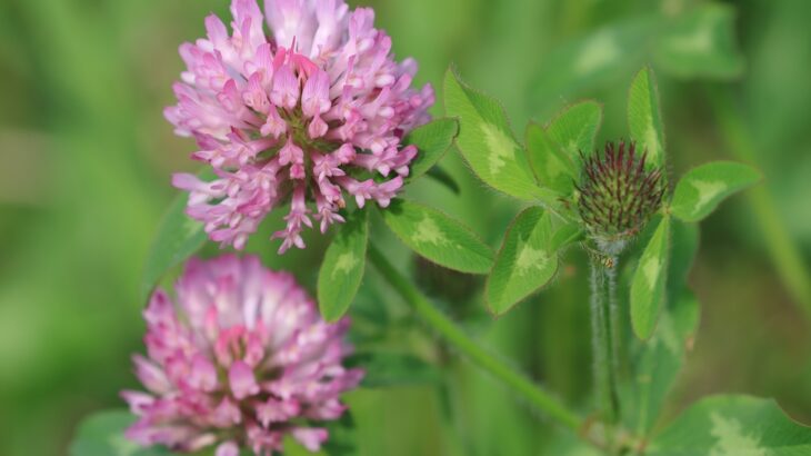 ムラサキツメクサ