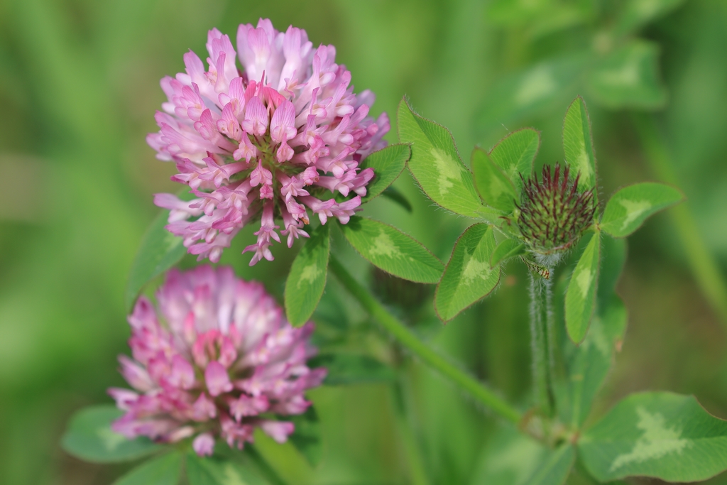 ムラサキツメクサ