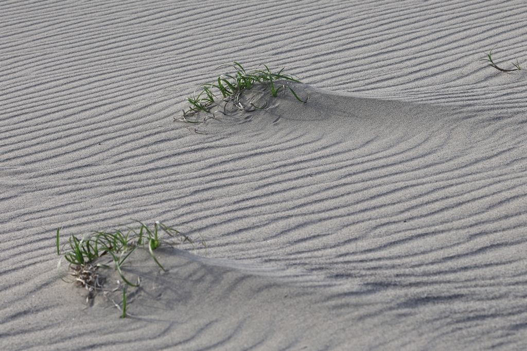 風紋とコウボウムギ