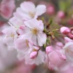 飯田公園（4月上旬）