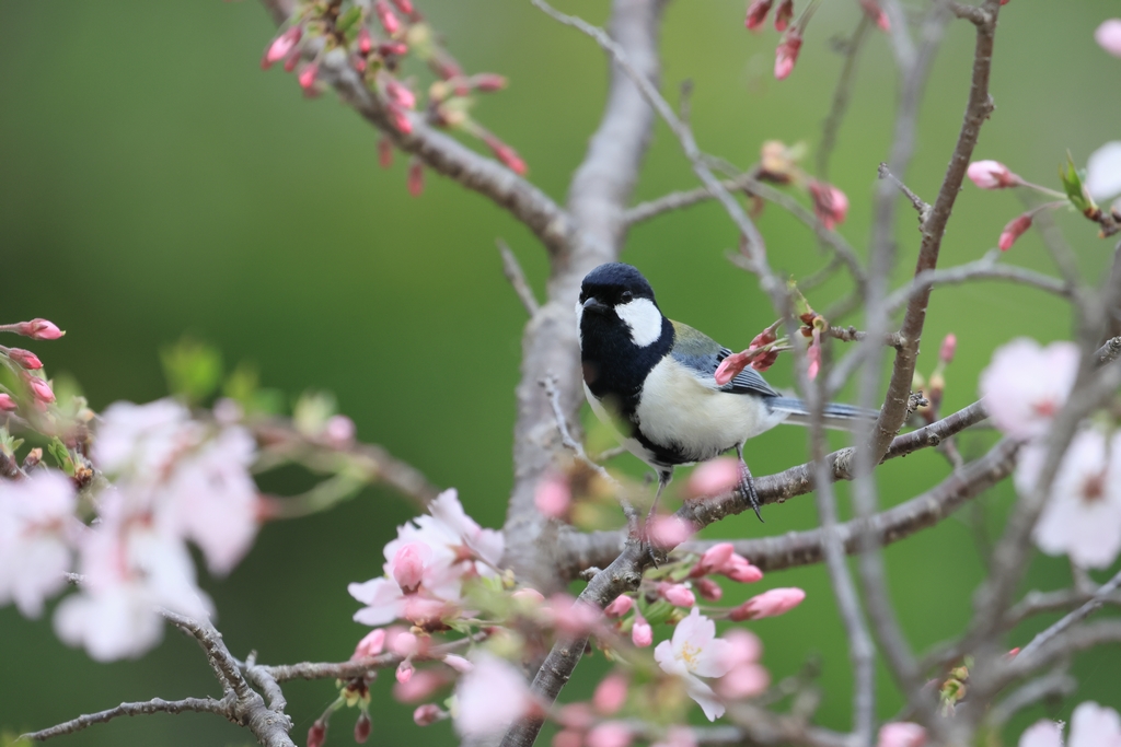 シジュウカラと思川