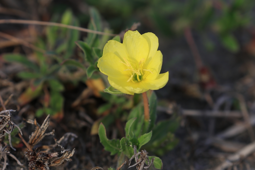 コマツヨイグサ