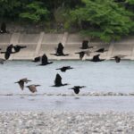 天竜川河川敷（5月下旬）
