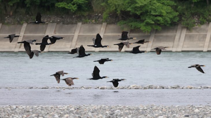 カワウの群れ