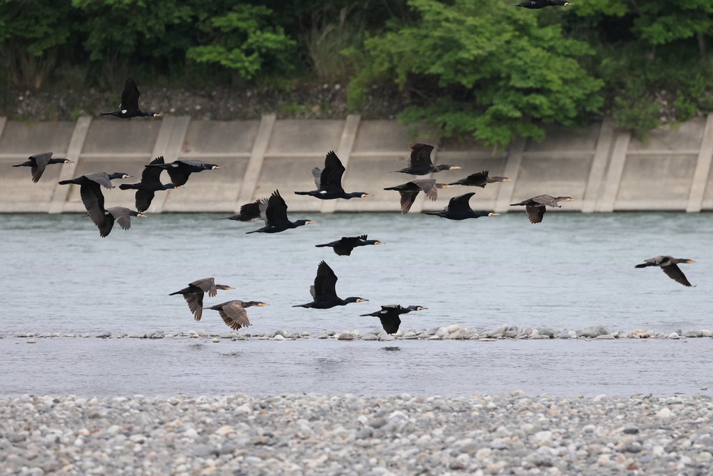 カワウの群れ