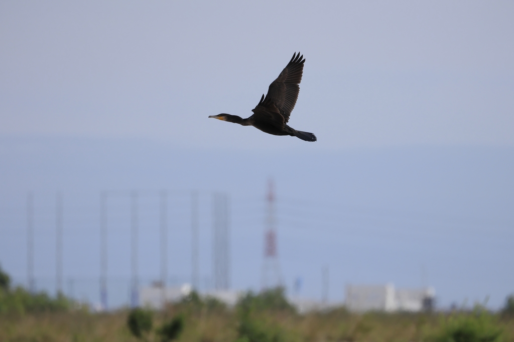 カワウ