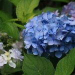 敷地里山公園（6月中旬）