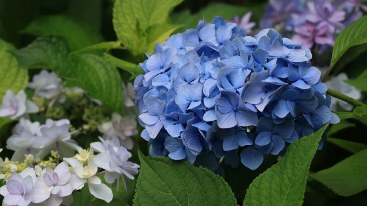 紫陽花