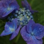 近所の紫陽花（6月上旬）