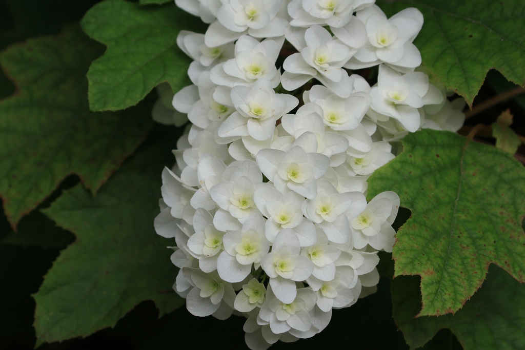 柏葉紫陽花