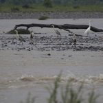 天竜川河川敷（６月下旬）
