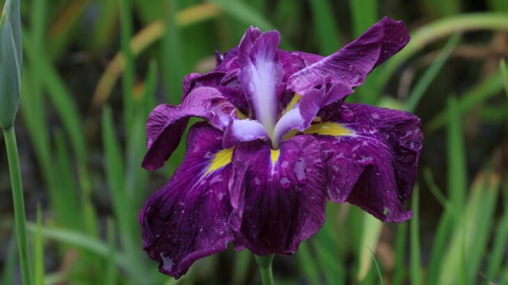 花菖蒲