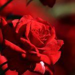 はままつフラワーパーク（7月中旬）