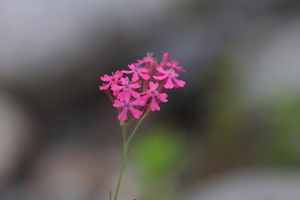 ムシトリナデシコ