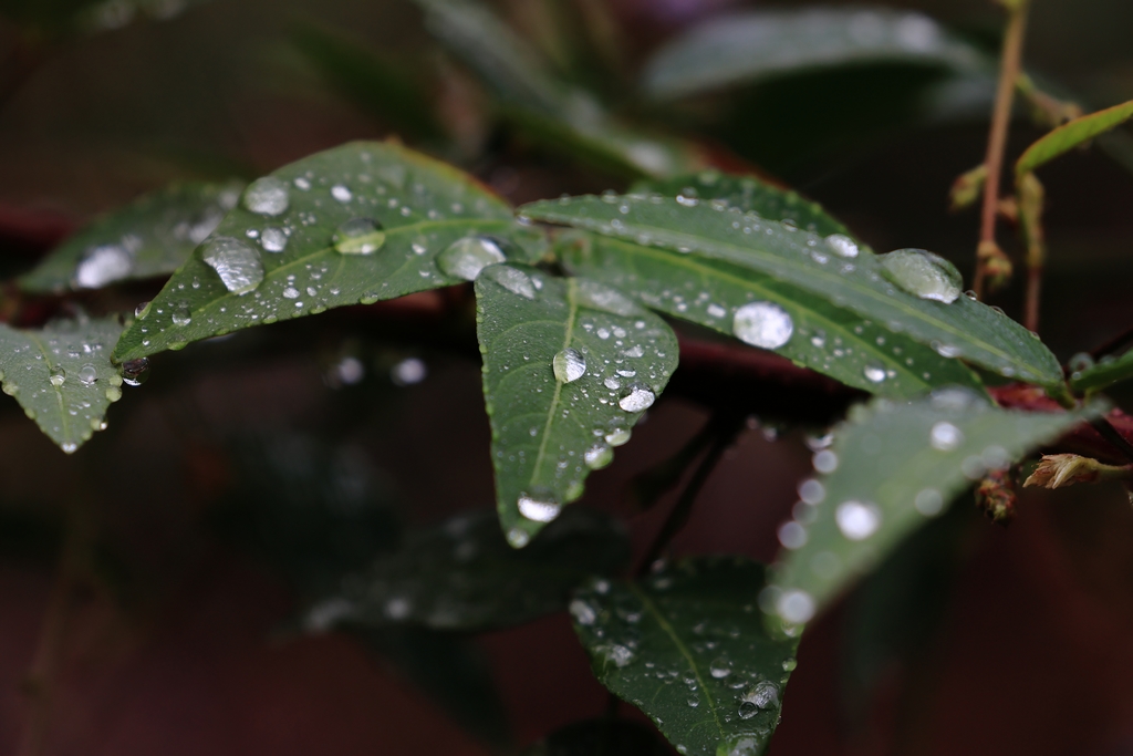 水滴