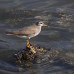 浜名湖の野鳥（8月下旬）