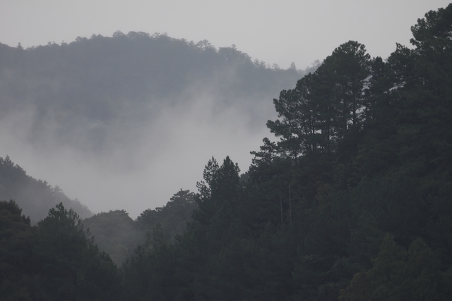 山に立ち込める霧