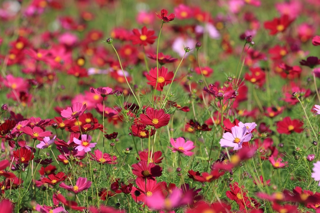 花ひろばのコスモス