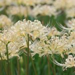 飯田公園（9月中旬）