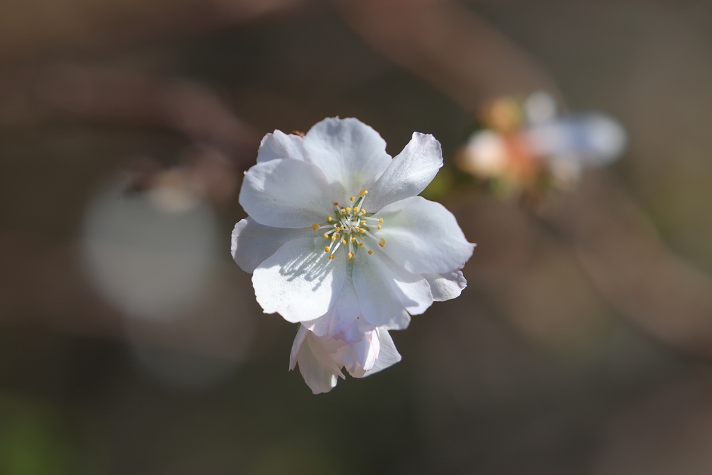 十月桜